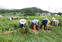 2010년도 공무원 농촌일...