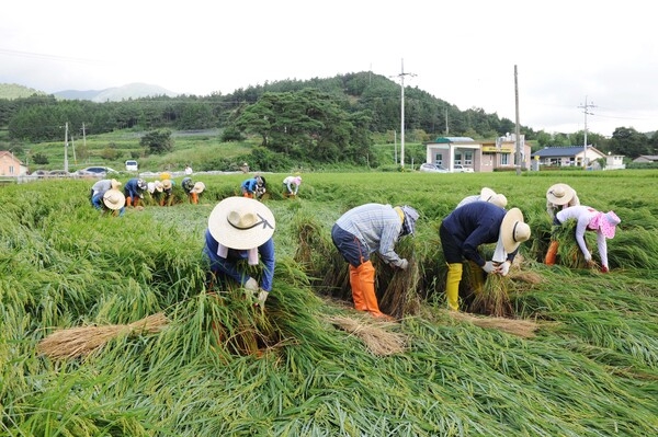 2010년도 공무원 농촌일손돕기