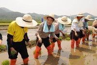 2011년 풍년기원 손모내...