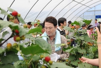 산딸기(복분자) 수확 영농...