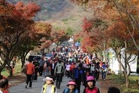 제15회 장성 백양단풍축제