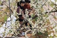동화면 남평리 김상권 자두...