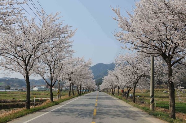 진원면 관광가로수 벚꽃길