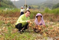 장성 고품질 양파 평가회