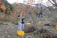 장성 감 수확 현장 (북하...