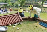 제15회 장성 홍길동 축제