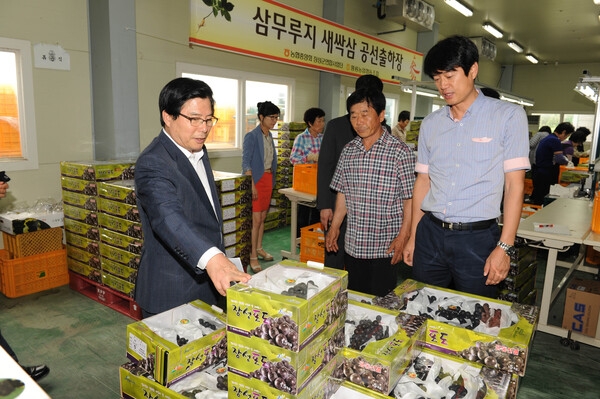 황룡농협 포도 공동선별작업장 방문