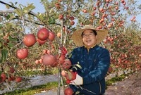 사과수확 현장
