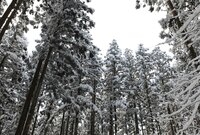 축령산 설경
