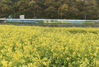 황룡강 유채꽃