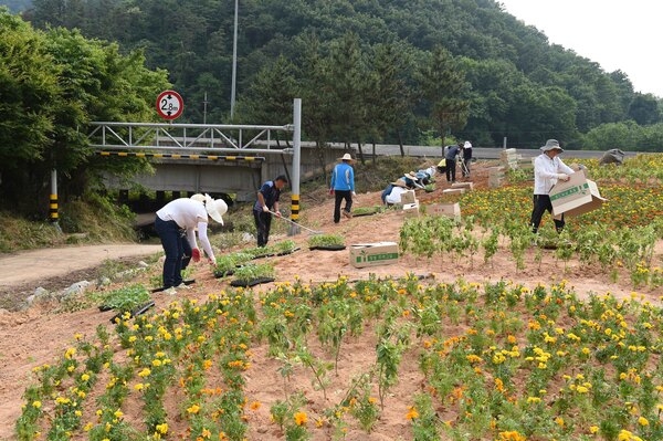 옐로우 시티 꽃동산 조성(고려시멘트 입구)