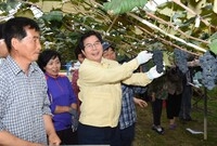시설포도 수확 농가 현장 ...