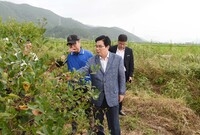 아로니아 농장 방문
