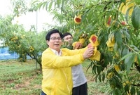 진원면 복숭아 수확 현장