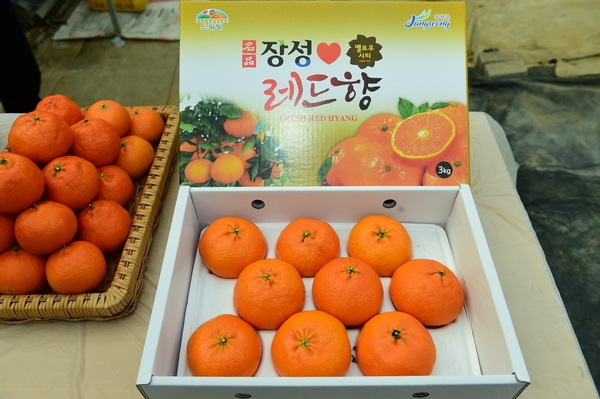 김영록 전라남도지사 레드향 농가 방문