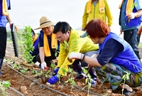 황미르랜드 해바라기 식재 ...