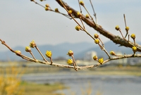 황룡강변 산수유