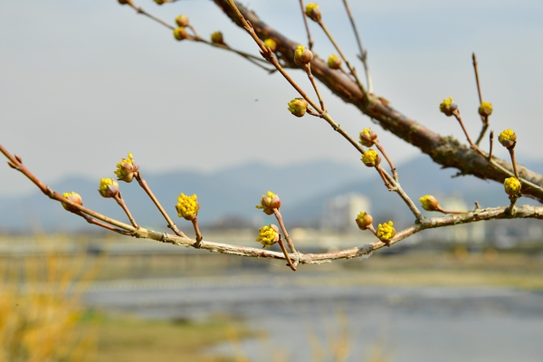 황룡강변 산수유