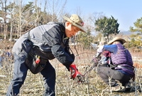 무궁화공원 무궁화 전정 자...