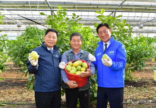 삼서면 레몬첫수확현장 방문