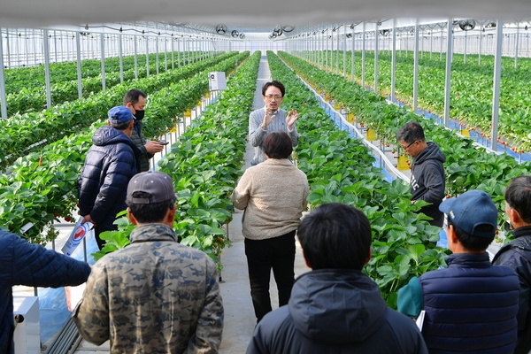 딸기재배 현장교육 참관