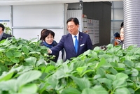 안평리 딸기농가 방문