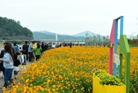 제2회 장성가을 노란꽃잔치