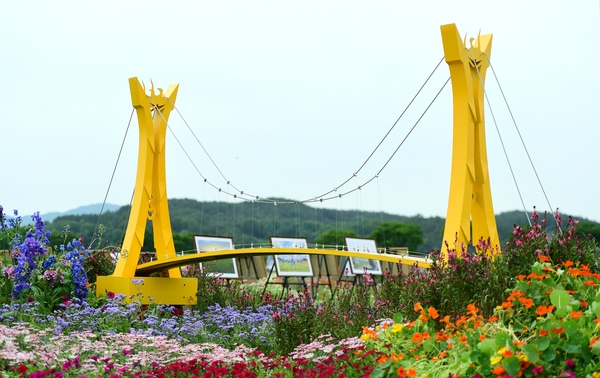 장성황룡강 홍길동 꽃길 축제 사진