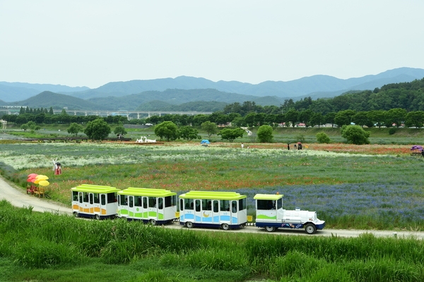 장성황룡강 홍길동 꽃길 축제 사진4