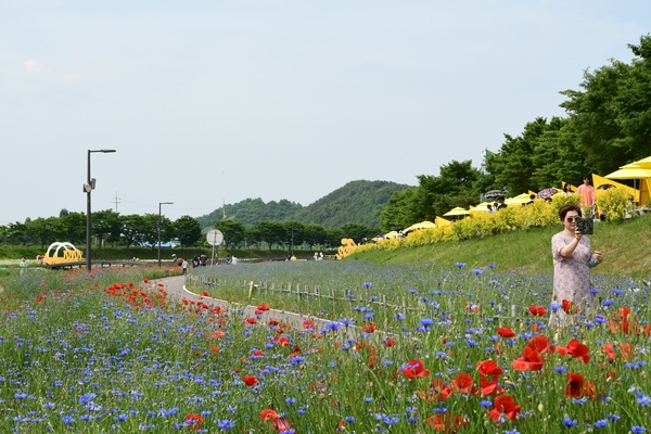 장성황룡강 홍길동 꽃길 축제 사진6