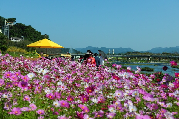 2019황룡강 노란꽃잔치