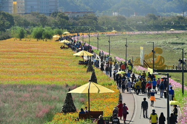 2019황룡강 노란꽃잔치