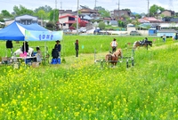 진원면 유체꽃 축제