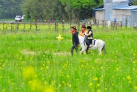 진원면 유체꽃 축제