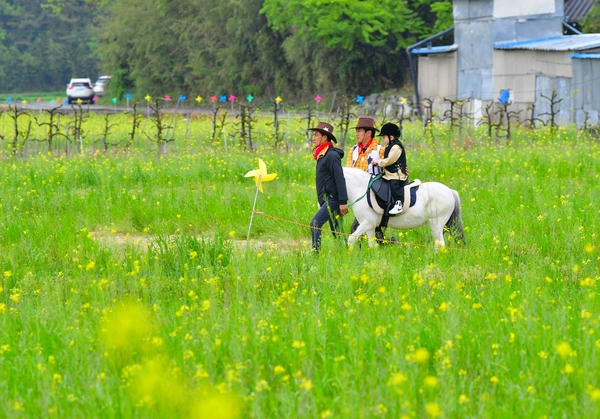 진원면 유체꽃 축제