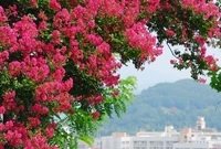 배롱꽃