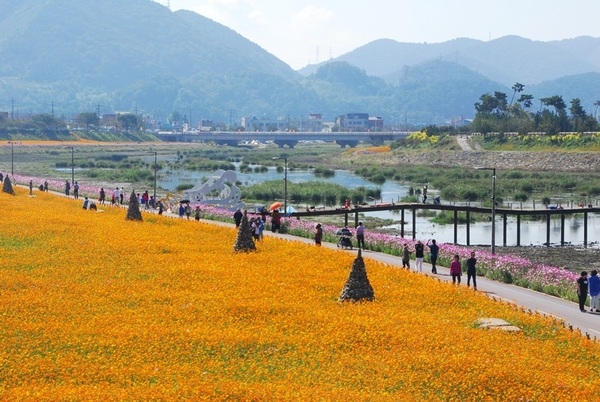 황룡강변꽃잔치