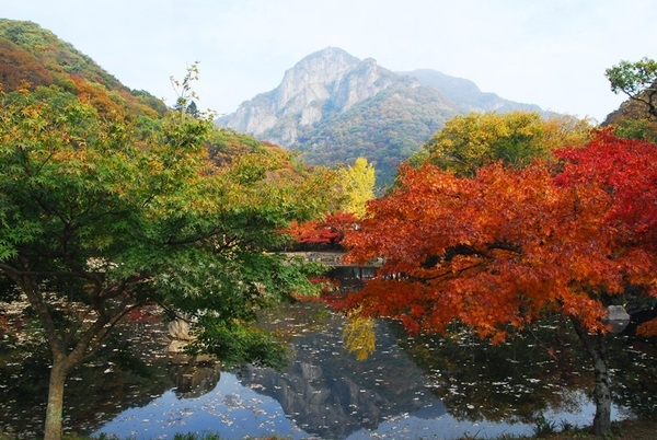 백양사 애기단풍