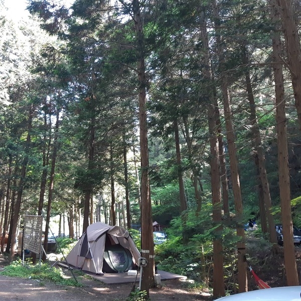 장성 편백숲에서 캠핑을 하는곳