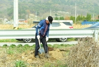 남면 나무심기