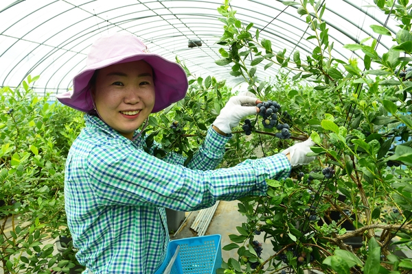 블루베리 첫 수확