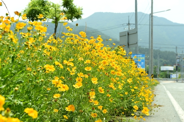 금계국