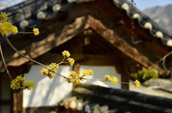 고산서원 산수유