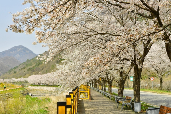 백양사 입구 벛꽃