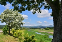 황룡강변 산책로