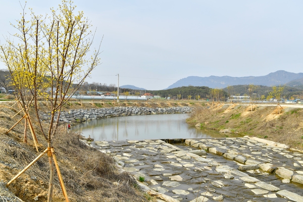 조향천 산수유