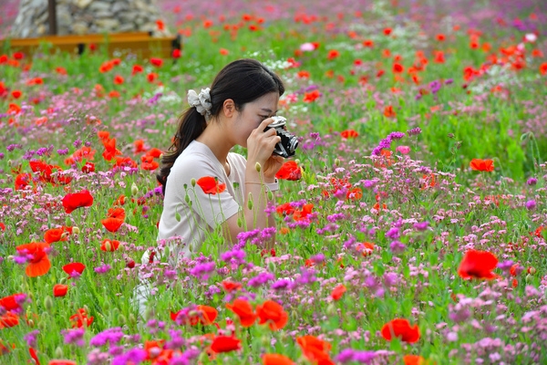 황룡강변 봄꽃