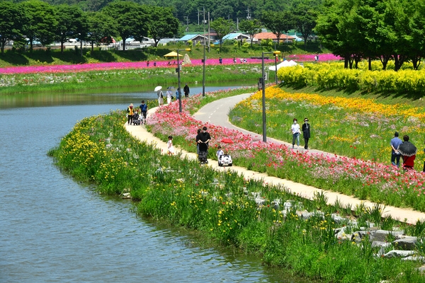 황룡강변 봄꽃2