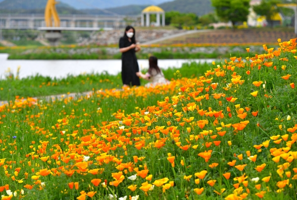 황룡강변 봄꽃6