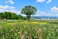 장성공원 무궁화 동산